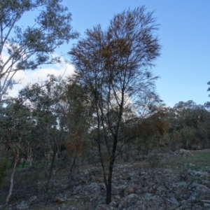 Allocasuarina verticillata at Isaacs Ridge - 22 Jun 2020