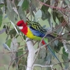 Platycercus eximius (Eastern Rosella) at Jerrabomberra, ACT - 22 Jun 2020 by Mike