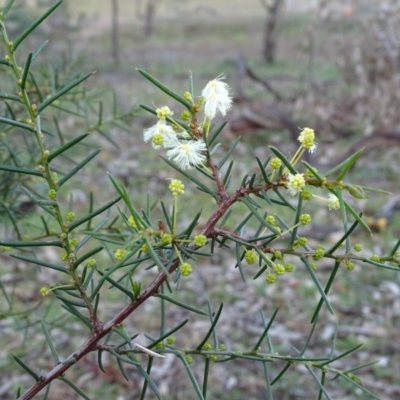 Acacia genistifolia (Early Wattle) at O'Malley, ACT - 22 Jun 2020 by Mike
