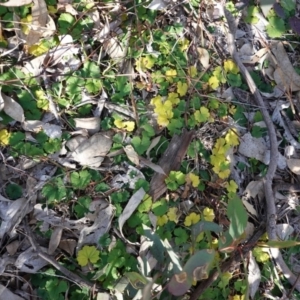 Hydrocotyle laxiflora at Deakin, ACT - 18 Jun 2020