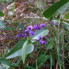 Hardenbergia violacea (False Sarsaparilla) at Isaacs, ACT - 22 Jun 2020 by Mike