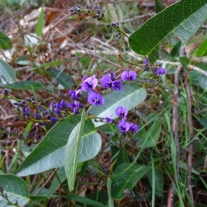 Hardenbergia violacea at Isaacs, ACT - 22 Jun 2020