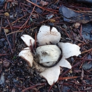 Geastrum sp. (genus) at Isaacs, ACT - 21 Jun 2020 03:33 PM