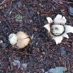 Geastrum sp. (genus) at Isaacs, ACT - 21 Jun 2020 03:33 PM