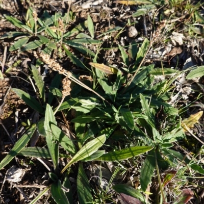 Plantago varia (Native Plaintain) at Deakin, ACT - 18 Jun 2020 by JackyF