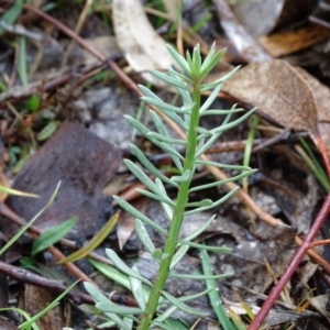 Stackhousia monogyna at Symonston, ACT - 21 Jun 2020 12:35 PM