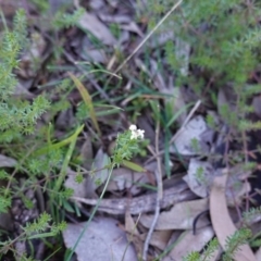 Asperula conferta (Common Woodruff) at Deakin, ACT - 18 Jun 2020 by JackyF