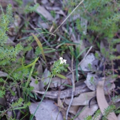 Asperula conferta (Common Woodruff) at Deakin, ACT - 18 Jun 2020 by JackyF