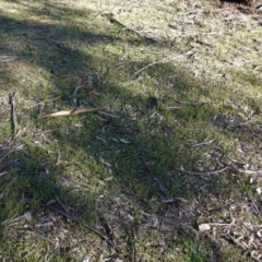 Asperula conferta at Deakin, ACT - 18 Jun 2020