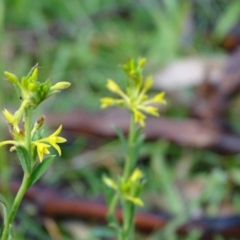 Pimelea curviflora at Symonston, ACT - 21 Jun 2020