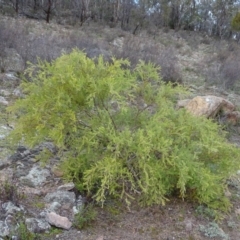 Acacia cardiophylla (Wyalong Wattle) at Kambah, ACT - 17 Jun 2020 by Mike