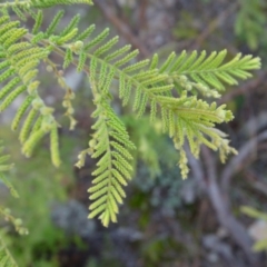 Acacia cardiophylla at Kambah, ACT - 17 Jun 2020