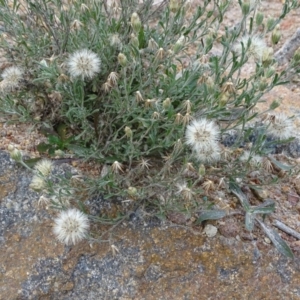 Vittadinia cuneata var. cuneata at Kambah, ACT - 17 Jun 2020