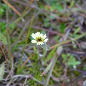 Tolpis barbata at Kambah, ACT - 17 Jun 2020