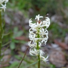 Stackhousia monogyna (Creamy Candles) at Kambah, ACT - 17 Jun 2020 by Mike