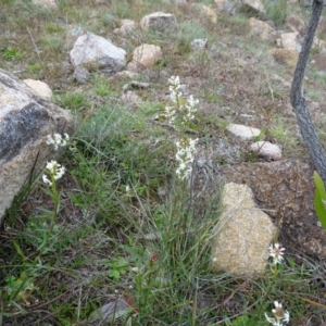 Stackhousia monogyna at Kambah, ACT - 17 Jun 2020 03:46 PM