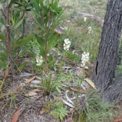 Stackhousia monogyna at Kambah, ACT - 17 Jun 2020 03:46 PM