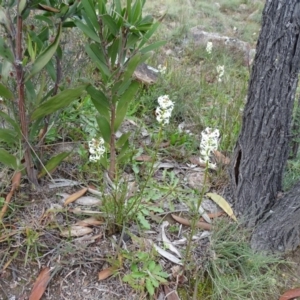 Stackhousia monogyna at Kambah, ACT - 17 Jun 2020 03:46 PM