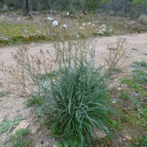 Senecio quadridentatus at Kambah, ACT - 17 Jun 2020 03:44 PM