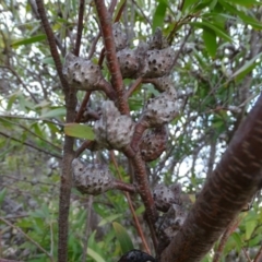 Hakea salicifolia (Willow-leaved Hakea) at Kambah, ACT - 17 Jun 2020 by Mike