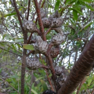 Hakea salicifolia at Kambah, ACT - 17 Jun 2020 03:42 PM