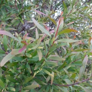 Hakea salicifolia at Kambah, ACT - 17 Jun 2020 03:42 PM