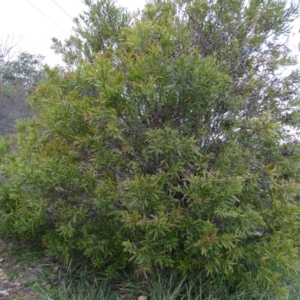 Hakea salicifolia at Kambah, ACT - 17 Jun 2020 03:42 PM