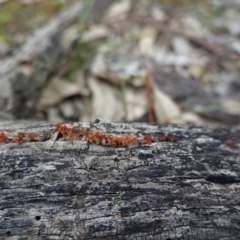 Dacryopinax spathularia at Red Hill Nature Reserve - 17 Jun 2020 by JackyF