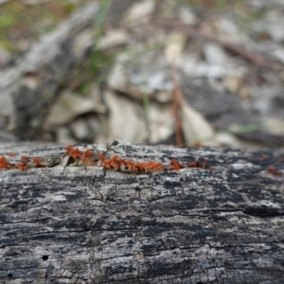 Dacryopinax spathularia at Red Hill Nature Reserve - 17 Jun 2020 by JackyF