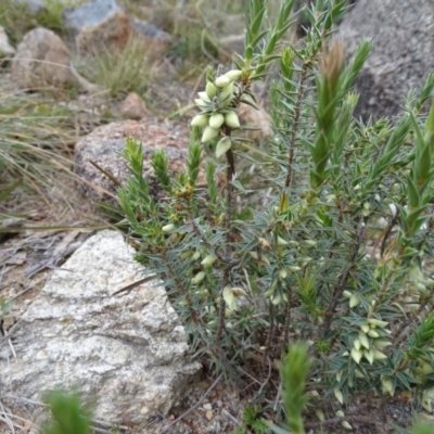 Melichrus urceolatus (Urn Heath) at Kambah, ACT - 17 Jun 2020 by Mike