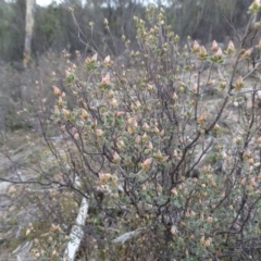 Brachyloma daphnoides (Daphne Heath) at Kambah, ACT - 17 Jun 2020 by Mike