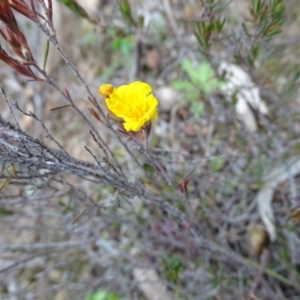 Hibbertia calycina at Kambah, ACT - 17 Jun 2020