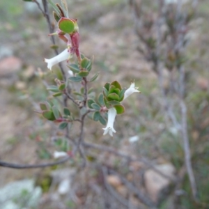 Brachyloma daphnoides at Kambah, ACT - 17 Jun 2020