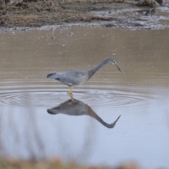 Egretta novaehollandiae (White-faced Heron) at Gordon, ACT - 22 Jun 2020 by RodDeb