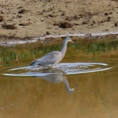 Egretta novaehollandiae at Gordon, ACT - 22 Jun 2020 01:55 PM