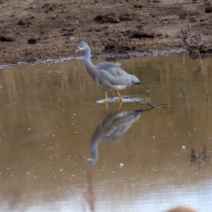 Egretta novaehollandiae at Gordon, ACT - 22 Jun 2020 01:55 PM