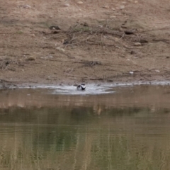 Charadrius melanops (Black-fronted Dotterel) at Gordon, ACT - 22 Jun 2020 by RodDeb