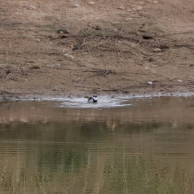 Charadrius melanops (Black-fronted Dotterel) at Gordon, ACT - 22 Jun 2020 by RodDeb