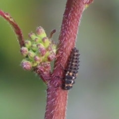 Hippodamia variegata (Spotted Amber Ladybird) at Gordon, ACT - 22 Jun 2020 by RodDeb