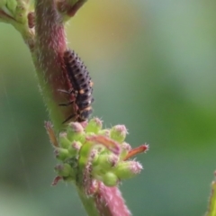 Hippodamia variegata at Gordon, ACT - 22 Jun 2020