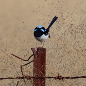 Malurus cyaneus at Tuggeranong DC, ACT - 22 Jun 2020