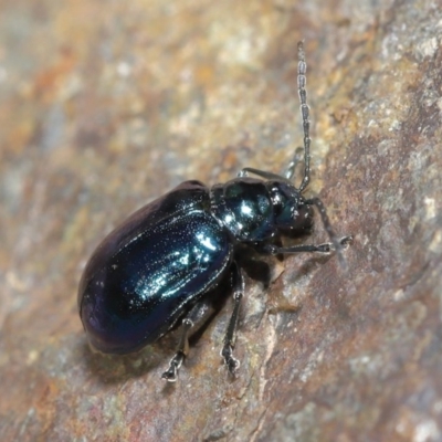 Altica sp. (genus) (Flea beetle) at Acton, ACT - 14 Jun 2020 by TimL
