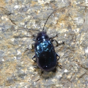 Altica sp. (genus) at Acton, ACT - 14 Jun 2020