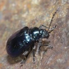 Altica sp. (genus) at Acton, ACT - 14 Jun 2020