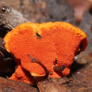 Trametes coccinea at Acton, ACT - 21 Jun 2020 11:45 AM