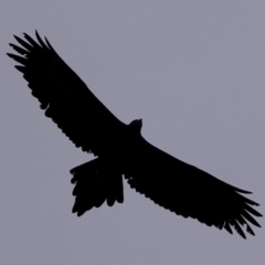 Aquila audax (Wedge-tailed Eagle) at Woodstock Nature Reserve - 22 Jun 2020 by Kurt