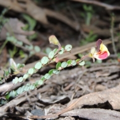 Bossiaea buxifolia (Matted Bossiaea) at Conder, ACT - 26 Sep 2015 by michaelb