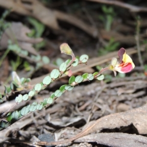 Bossiaea buxifolia at Conder, ACT - 26 Sep 2015