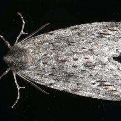 Chlenias banksiaria group (A Geometer moth) at Ainslie, ACT - 13 Jun 2020 by jb2602