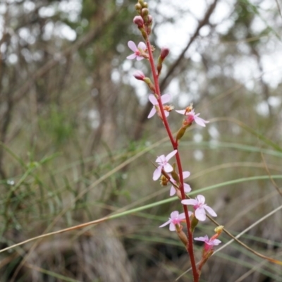 Stylidium graminifolium (grass triggerplant) at Belconnen, ACT - 5 Apr 2014 by AaronClausen